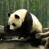 Pandas Puzzle