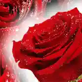 Red Roses Puzzle